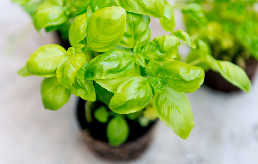 how-to-grow-basil-main-1000.jpg