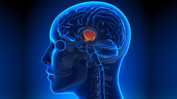 envejecimiento-hipotalamo-cerebro.jpg