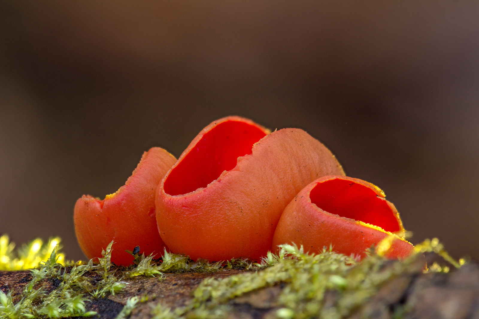 Scharlachroter Kelchbecherling (Sarcoscypha coccinea)_09875_HF-BF-2.jpg