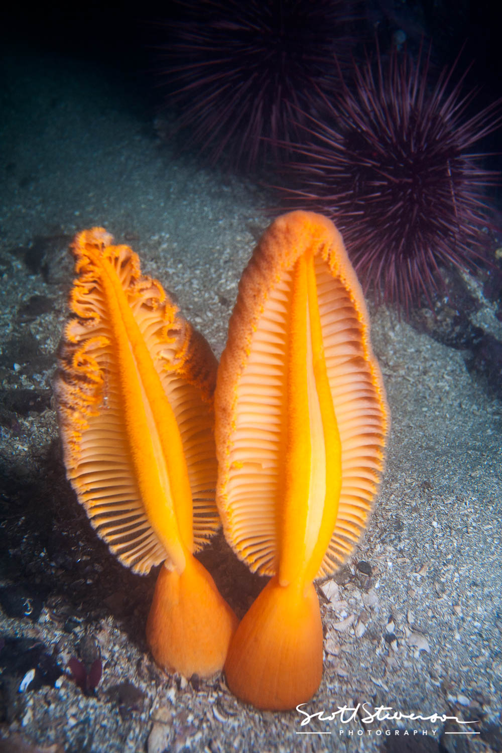 Orange Sea Pen-3.jpg