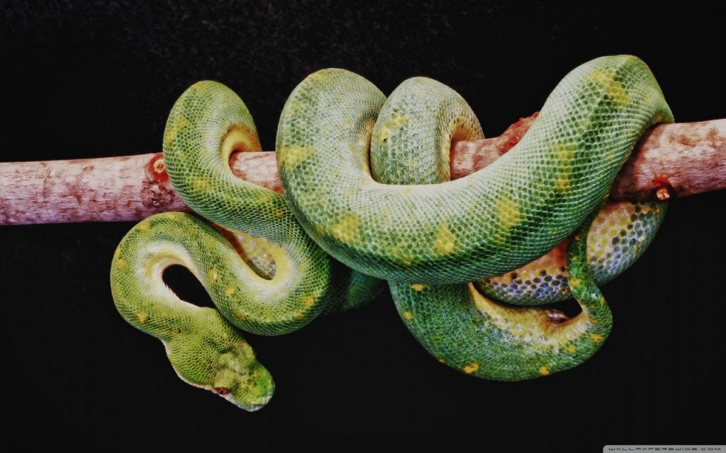 green_boa_constrictor-wallpaper-1280x800.jpg