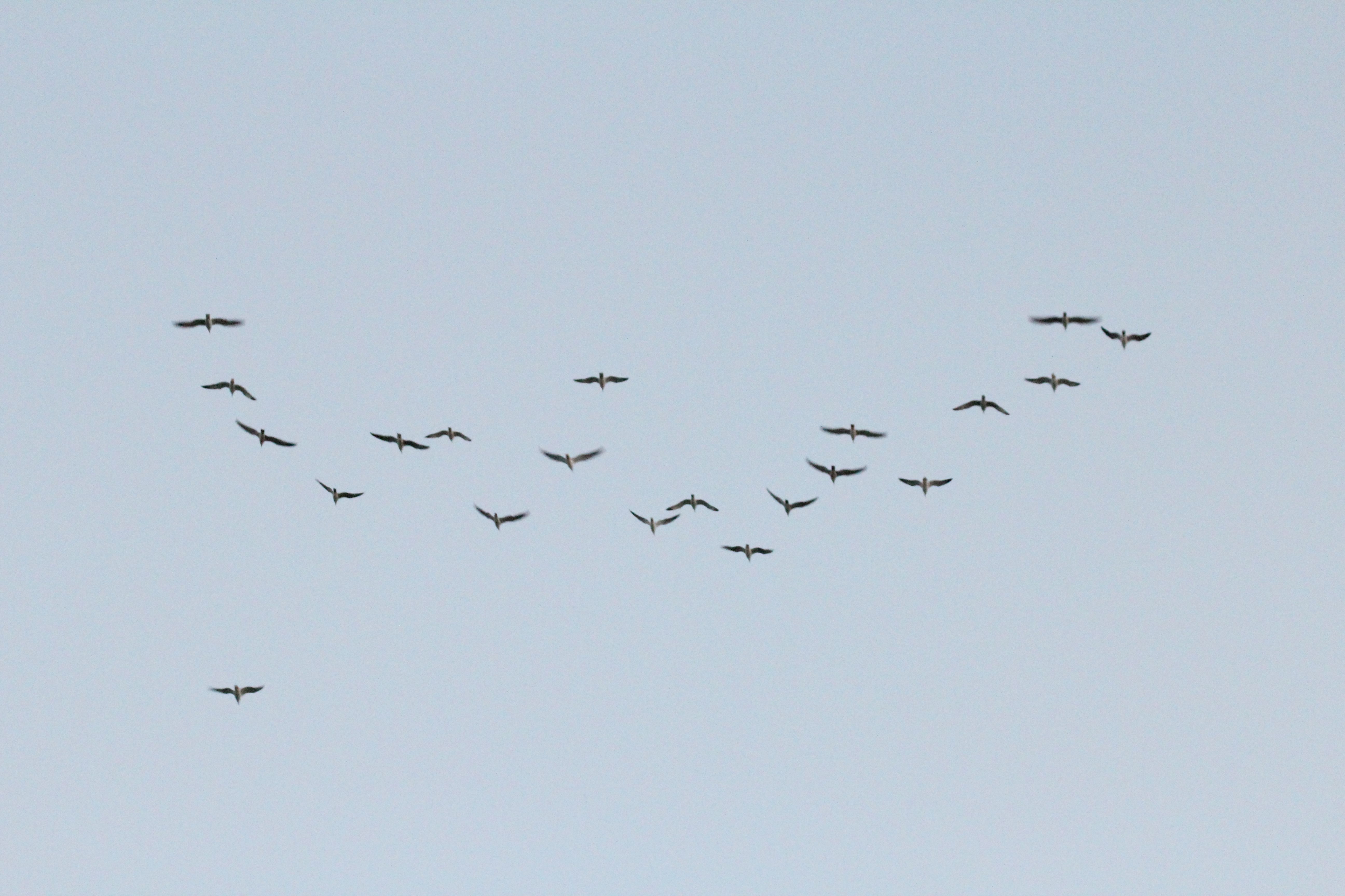 Birds And The Sky Steemit