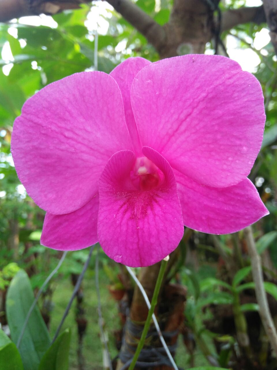 Orchidaceae[1].jpg