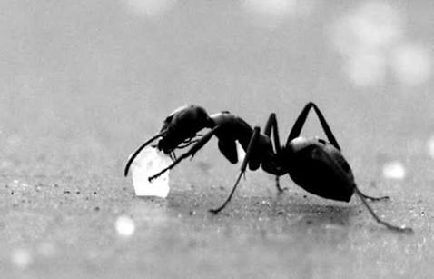 Makna Dari Ungkapan Ada Gula Ada Semut Na Saka Na Sidom Steemit