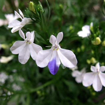 lobelia-777674.jpg