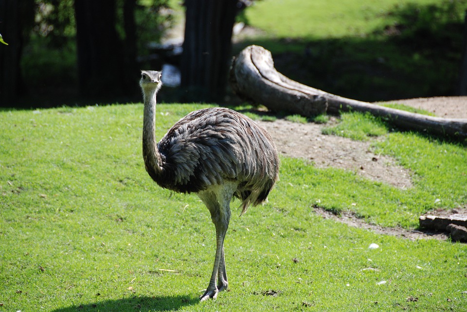 emu-1250059_960_720.jpg