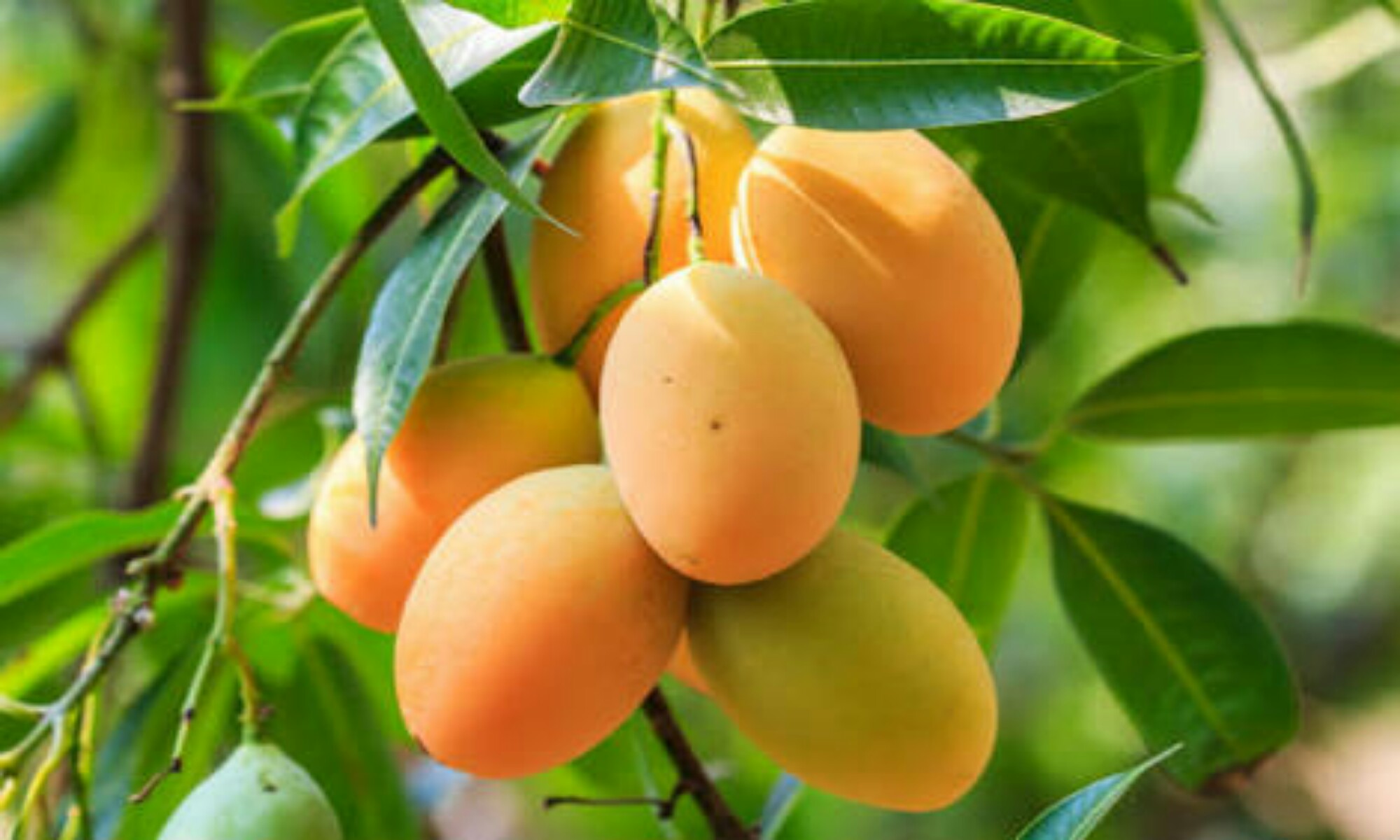 Golden Natural Foods Golden Natural Foods