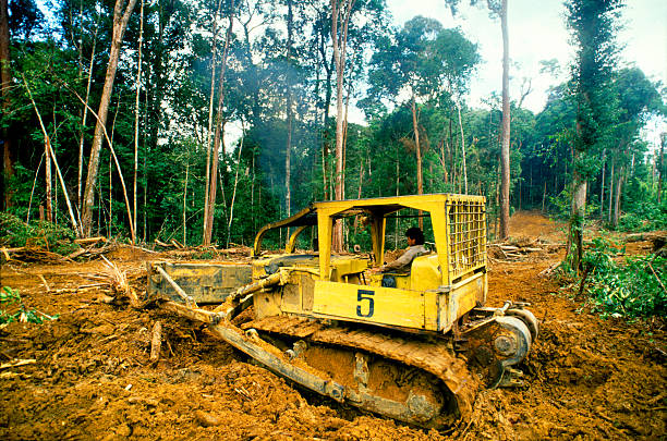 bulldozer-driver-deforestation-remains-one-of-the-biggest-causes-of-picture-id150969467.jpg