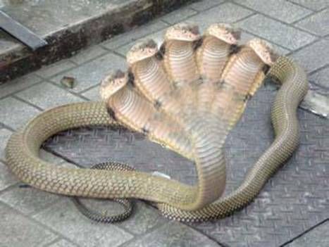 King Cobra Snake Facts