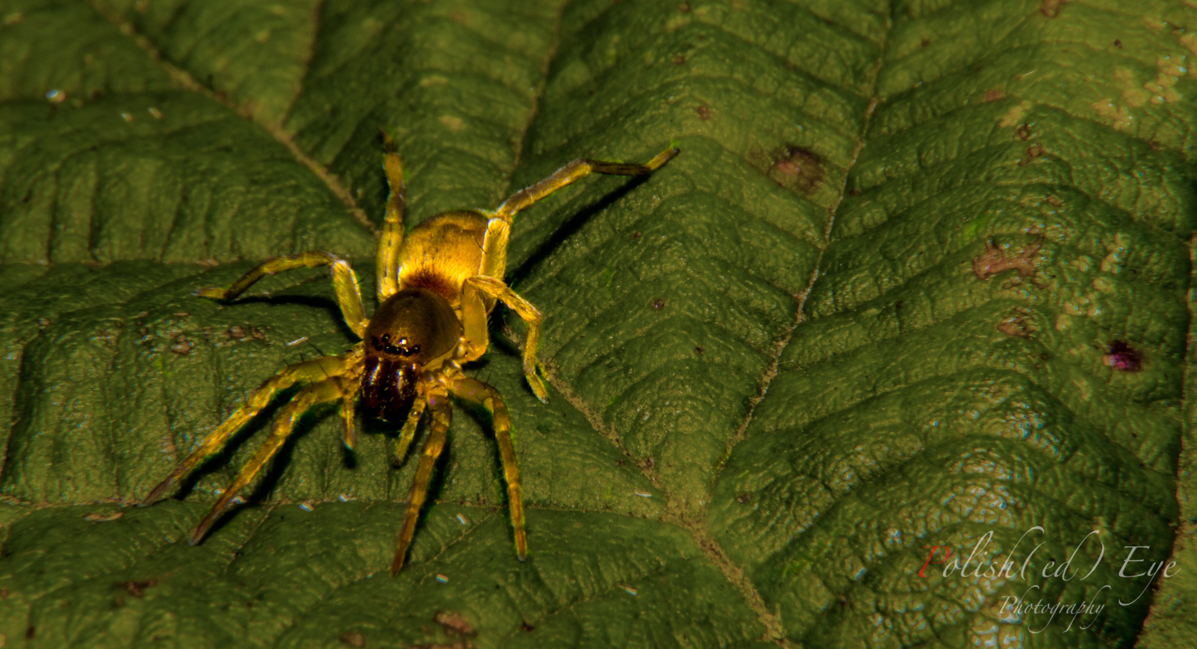 spider on leaf copy.jpg