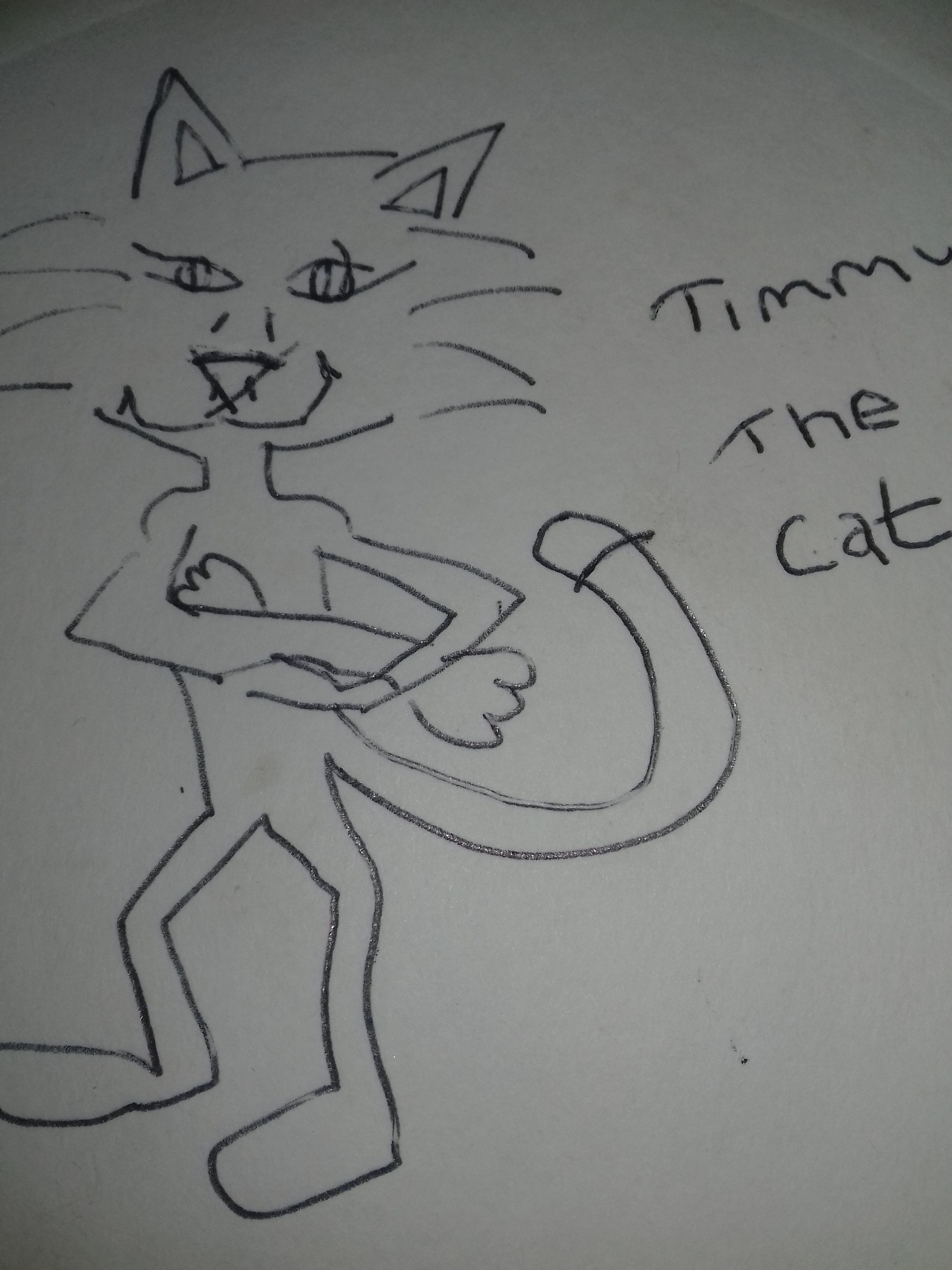 Timmy the cat.jpg