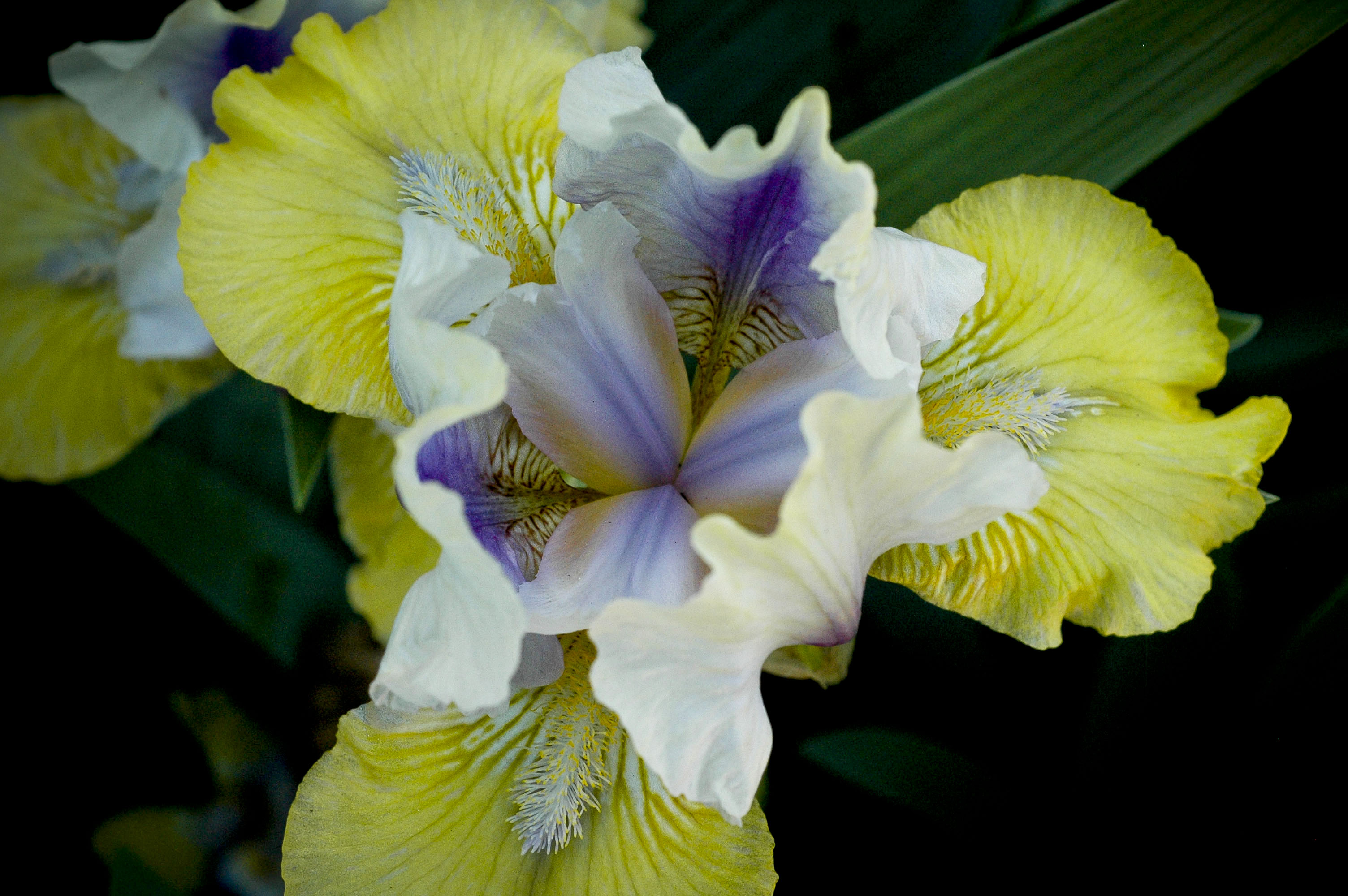 iris4_brighter.jpg