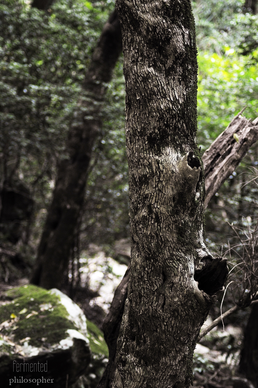 _DSC0752.JPG