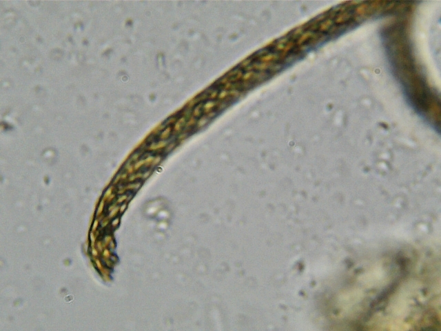 slime tendril 400.jpg