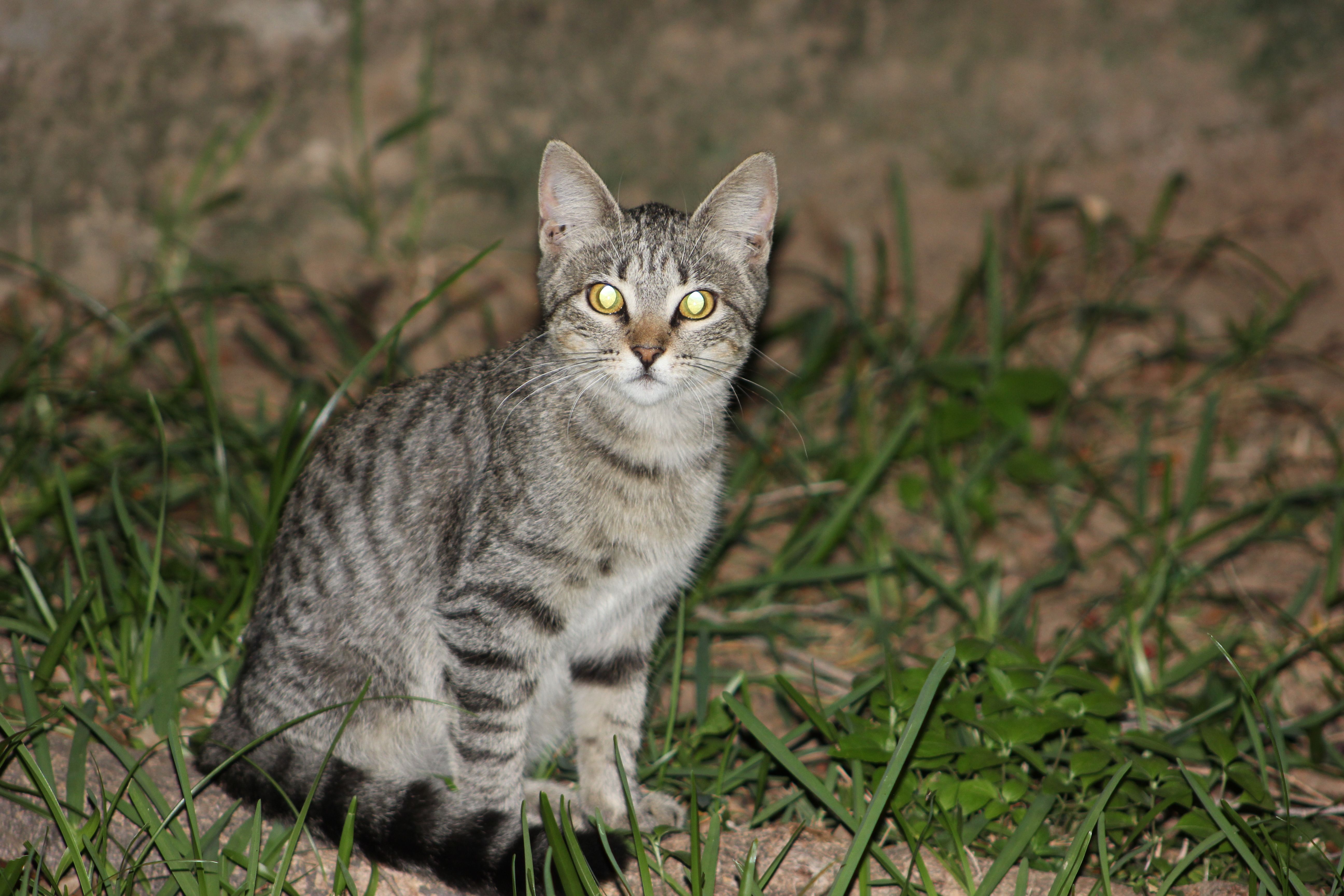 felix estoy hermoso.jpg