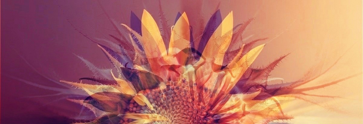sunflower-fractal-retrovint.jpg