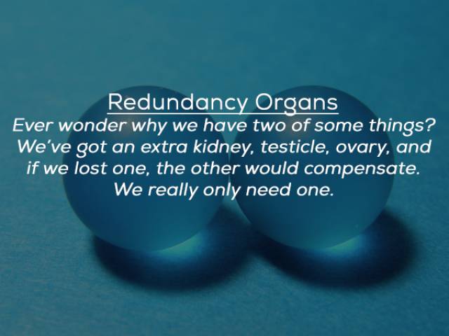 turns_out_we_have_many_organs_that_we_could_easily_live_without_640_09.jpg
