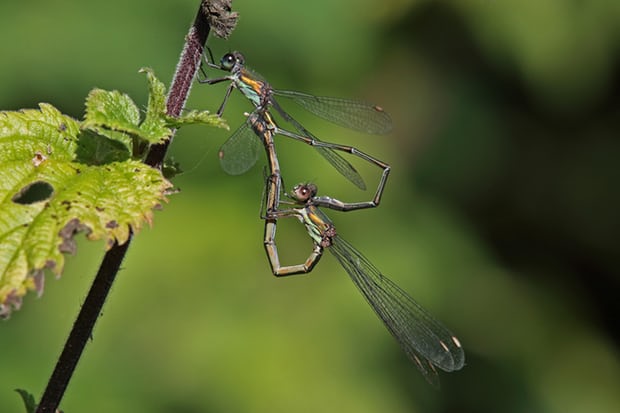 Mating willow emerald damselflies.jpg