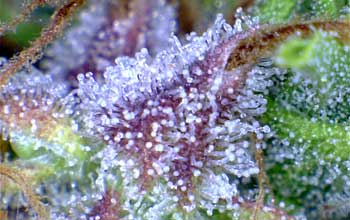 cannabis-trichome-closeup-clear-milky-white-amber-xsm.jpg