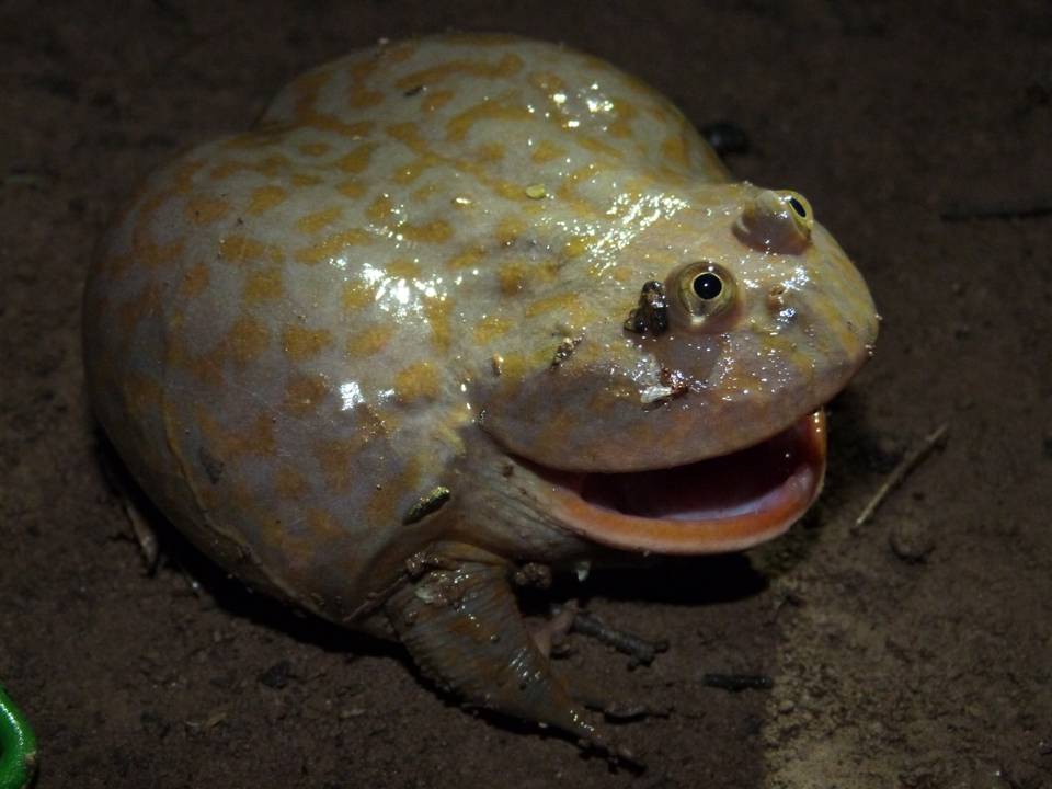 Lepidobatrachus laeviss.JPG