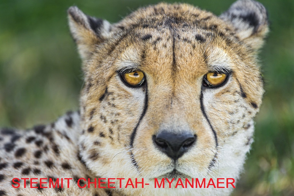 chee.jpg