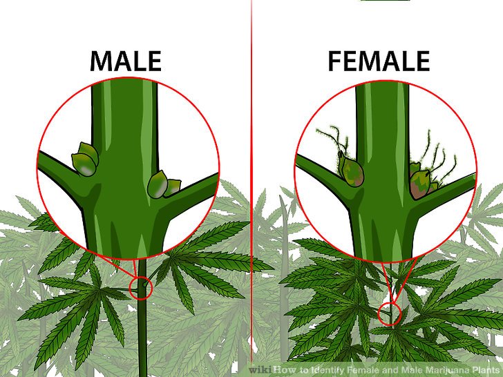 Identify-Female-and-Male-Marijuana-Plants-Step-3-Version-3.jpg
