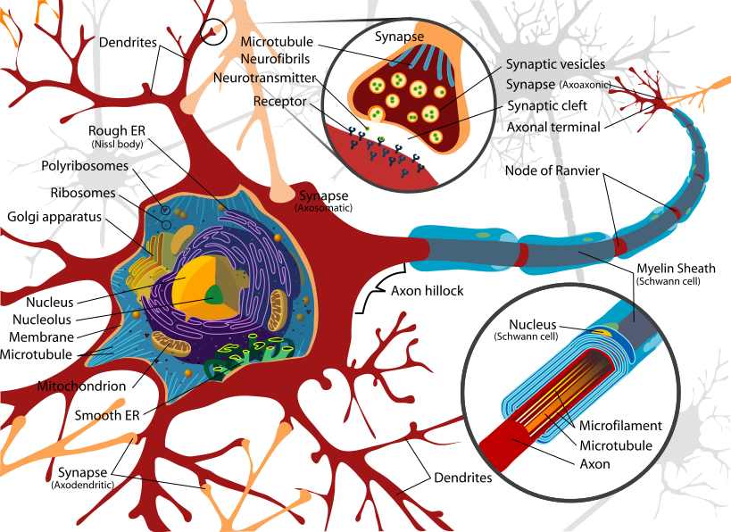 Complete_neuron_cell_diagram_en.svg.png