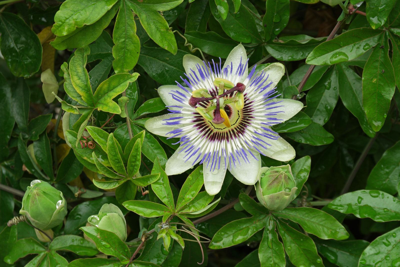 Passiflora-caerulea (1).jpg