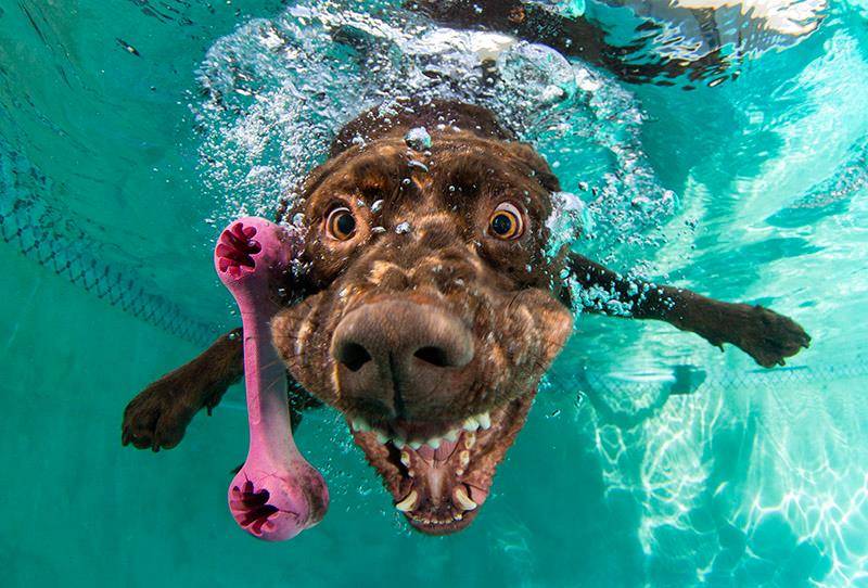 underwater-dogs-3.jpg