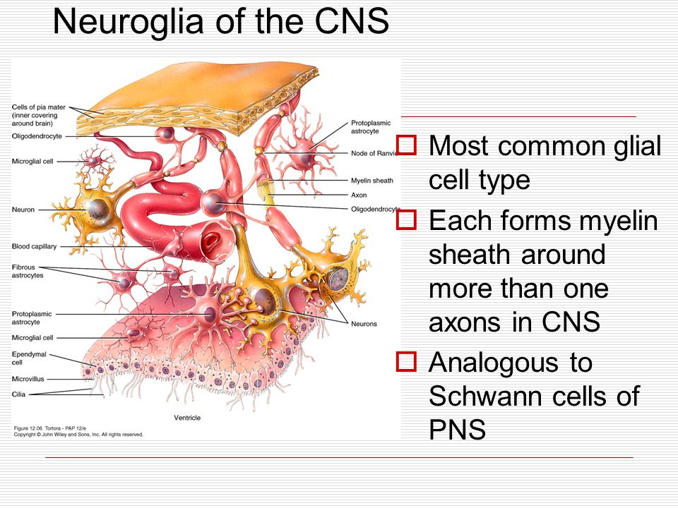 Neuroglia+of+the+CNS+Most+common+glial+cell+type.jpg