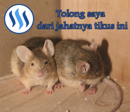 tikus jahat.jpg