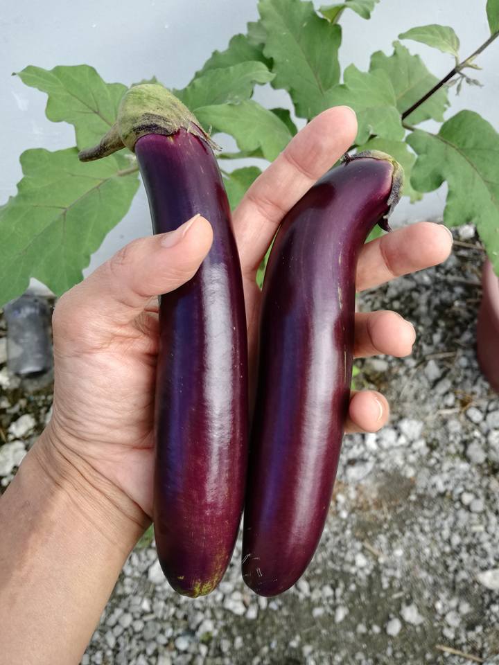 Eggplant 4.jpg