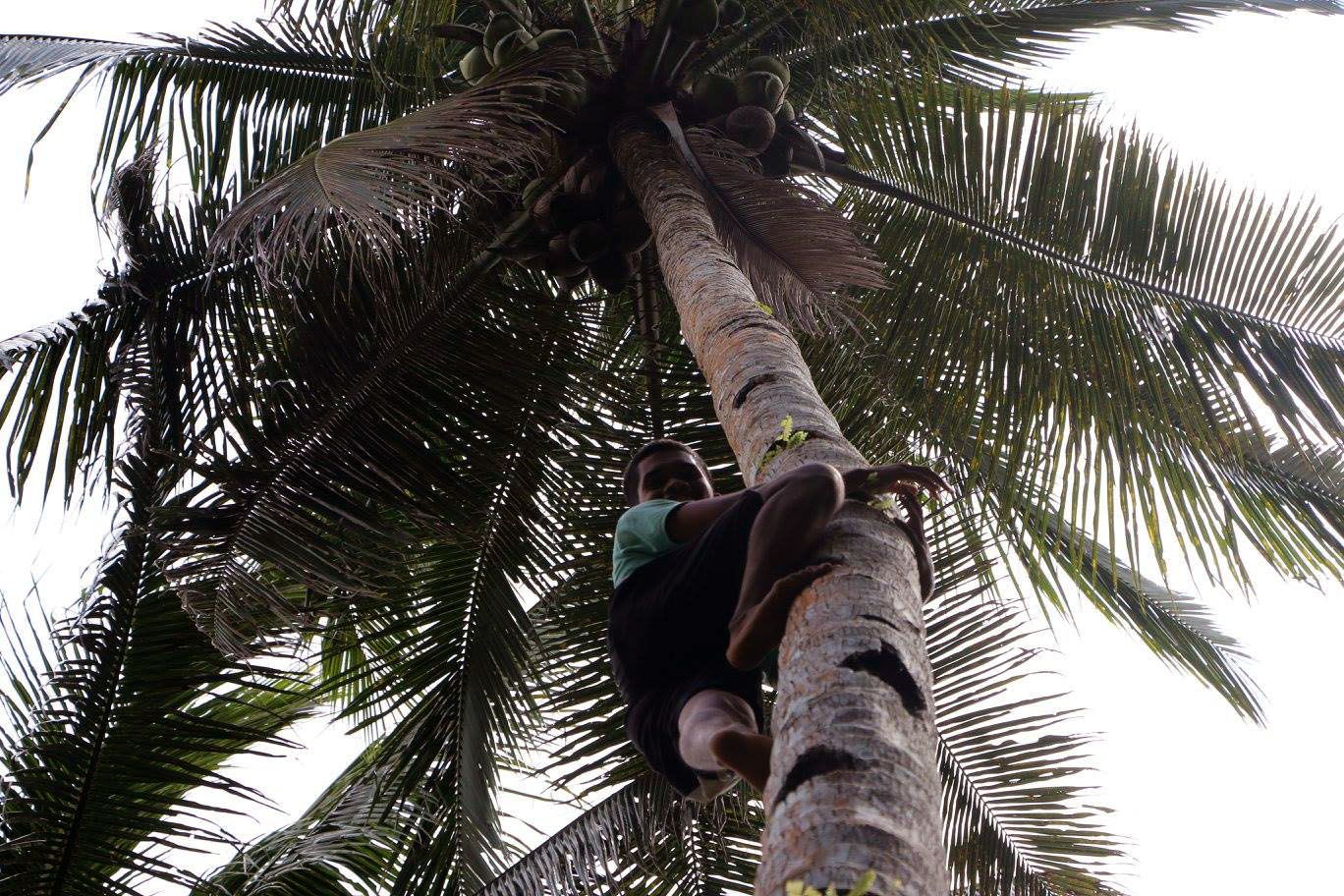 lookup coconut farmer.jpg