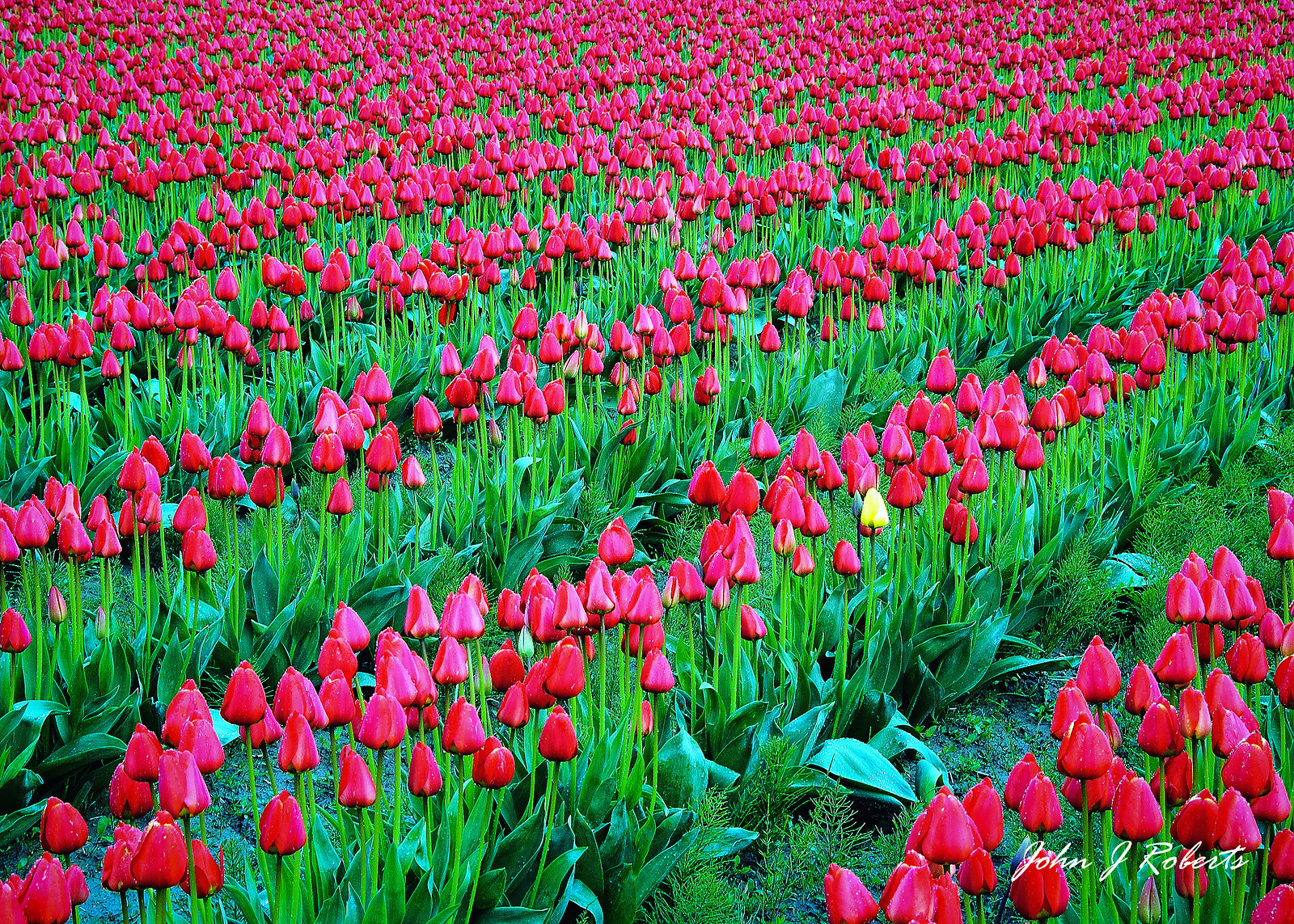 TULIPS RED AND YELLOW.jpg