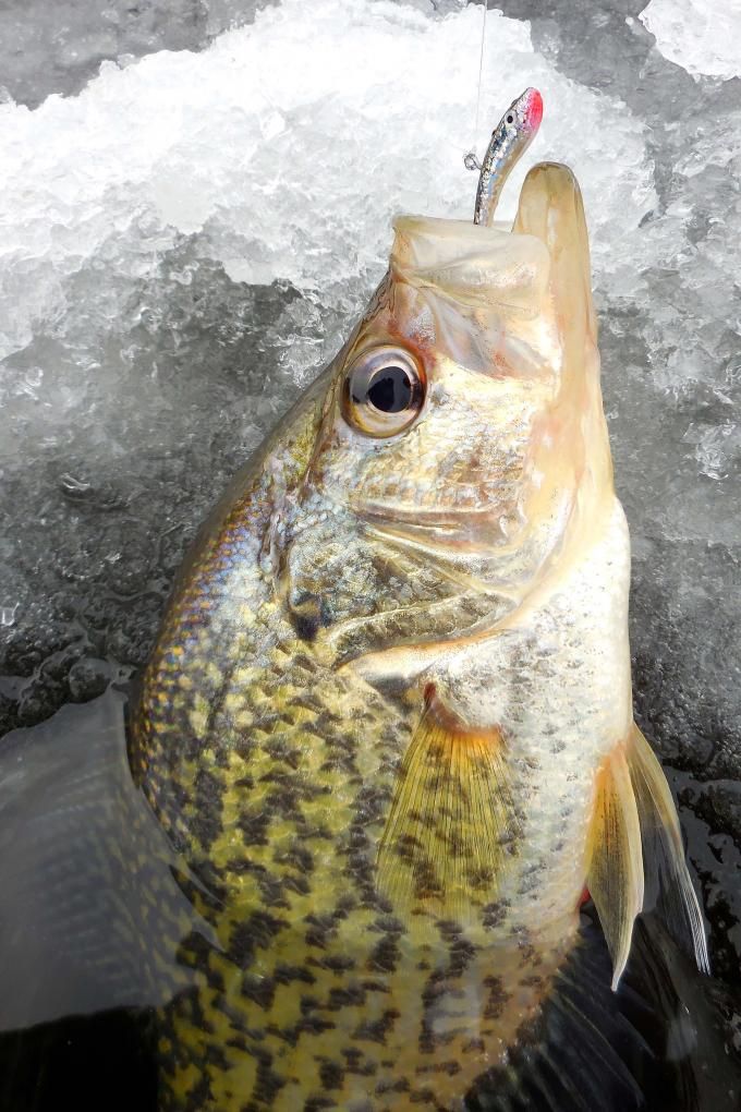 Ice FishingKeeping Your Fish Fresh, Preparing Before Cleaning.Food  Safety! — Steemit