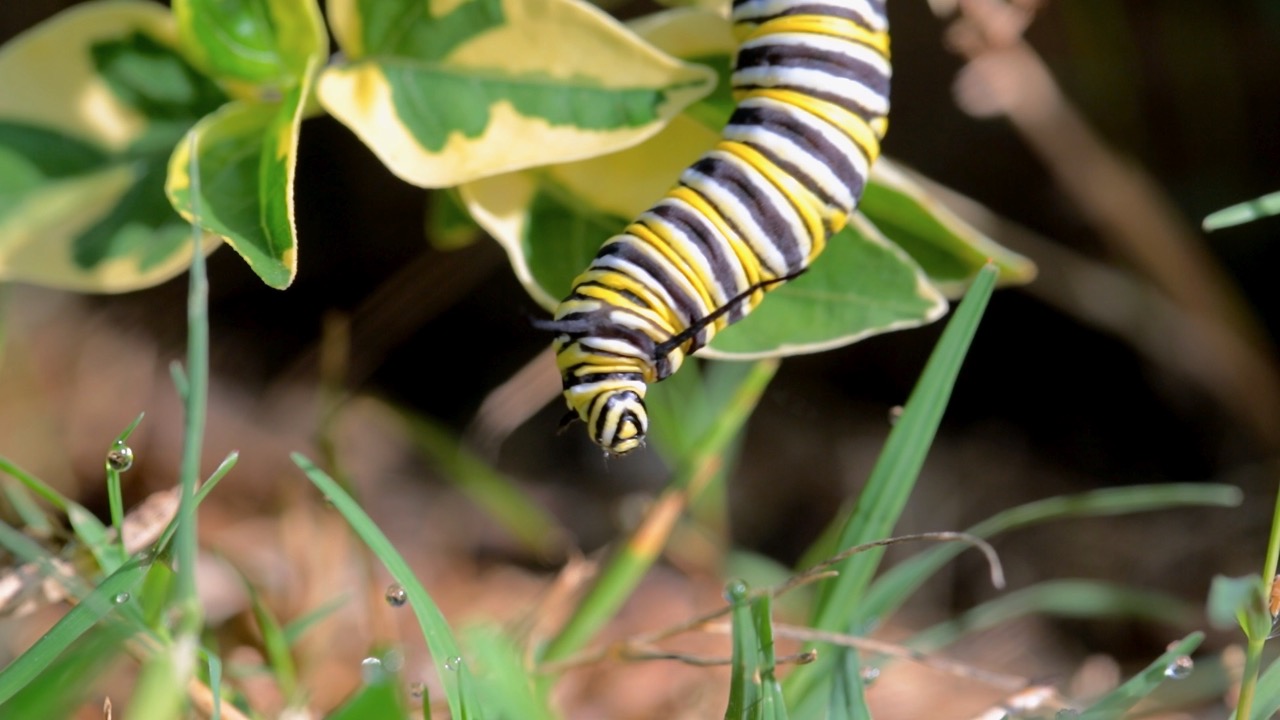 Monarch Larvae.jpg