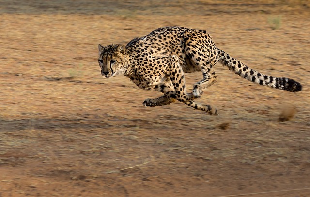 cheetah-2859581_640.jpg