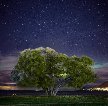 broccoli_tree_09.jpg