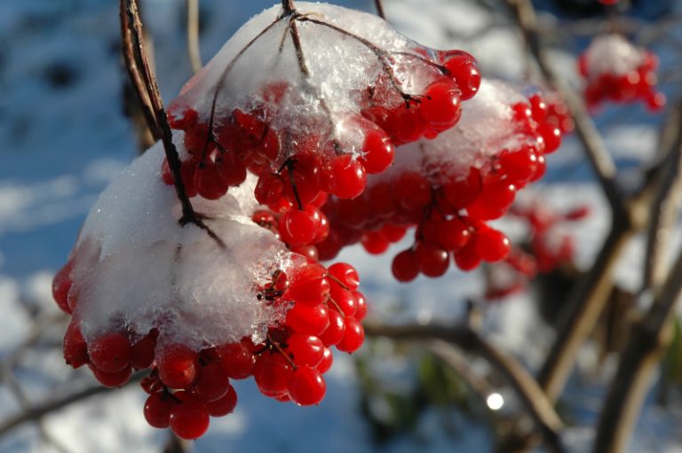 plante-impodobite-calin-viburnum-768x511.jpg