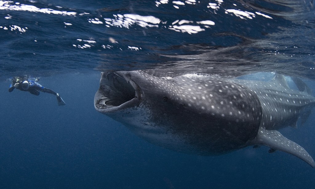 whale shark mouth.jpg