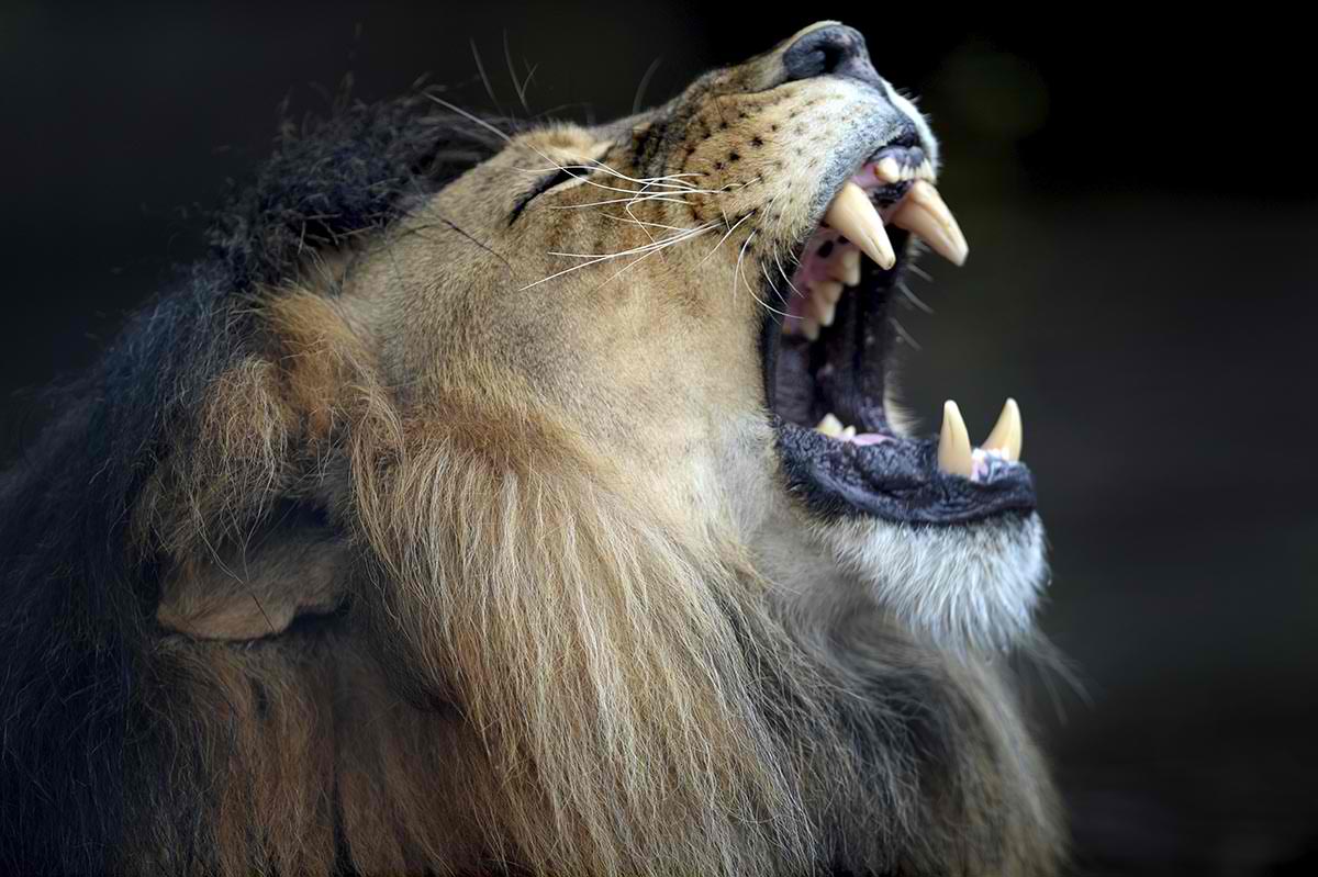 Lion-roar.jpg