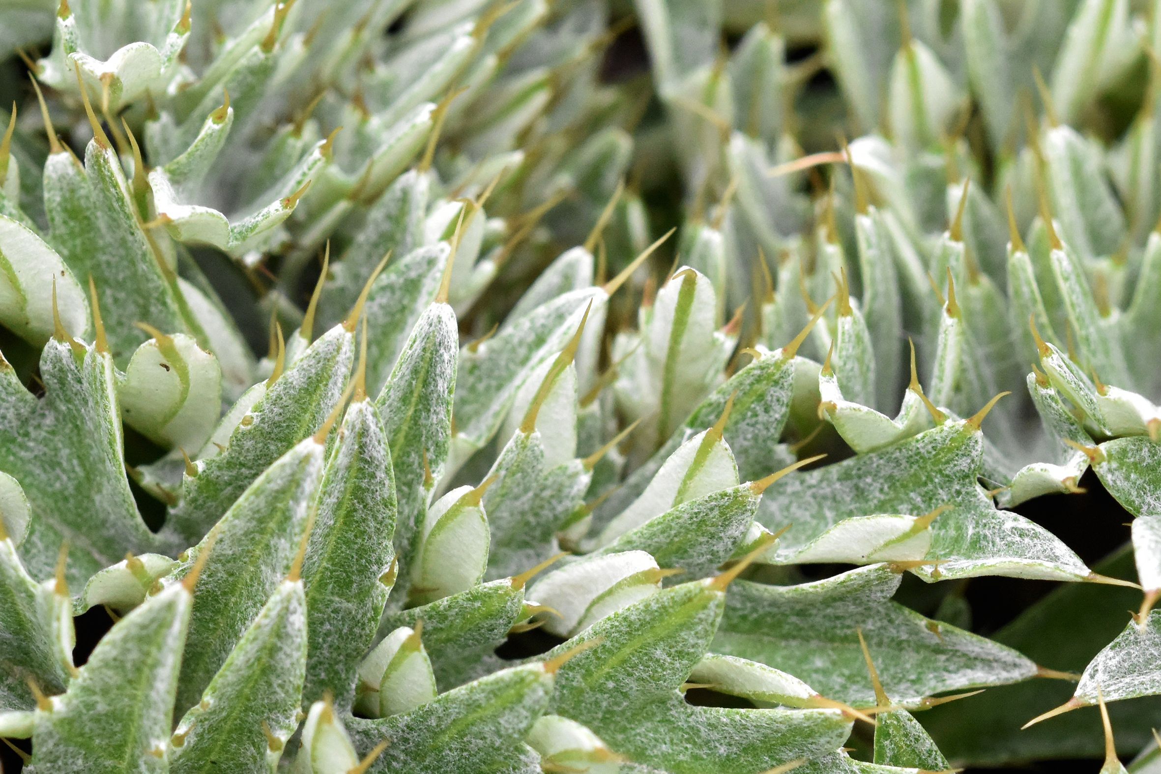 spiky lleaves 2.jpg
