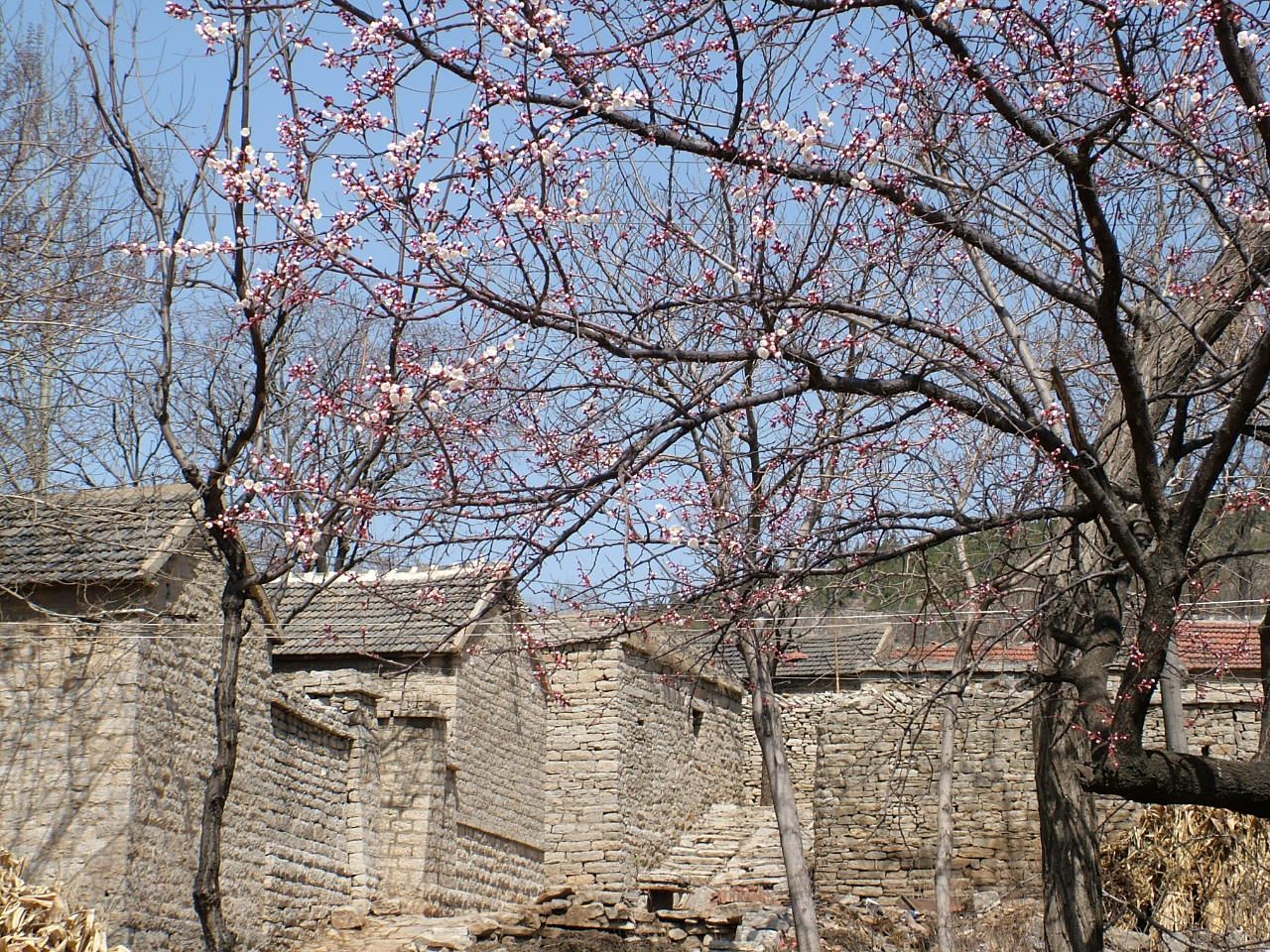 照片诵唐诗摄影比赛 Chinese Poem Photo Contests 2018