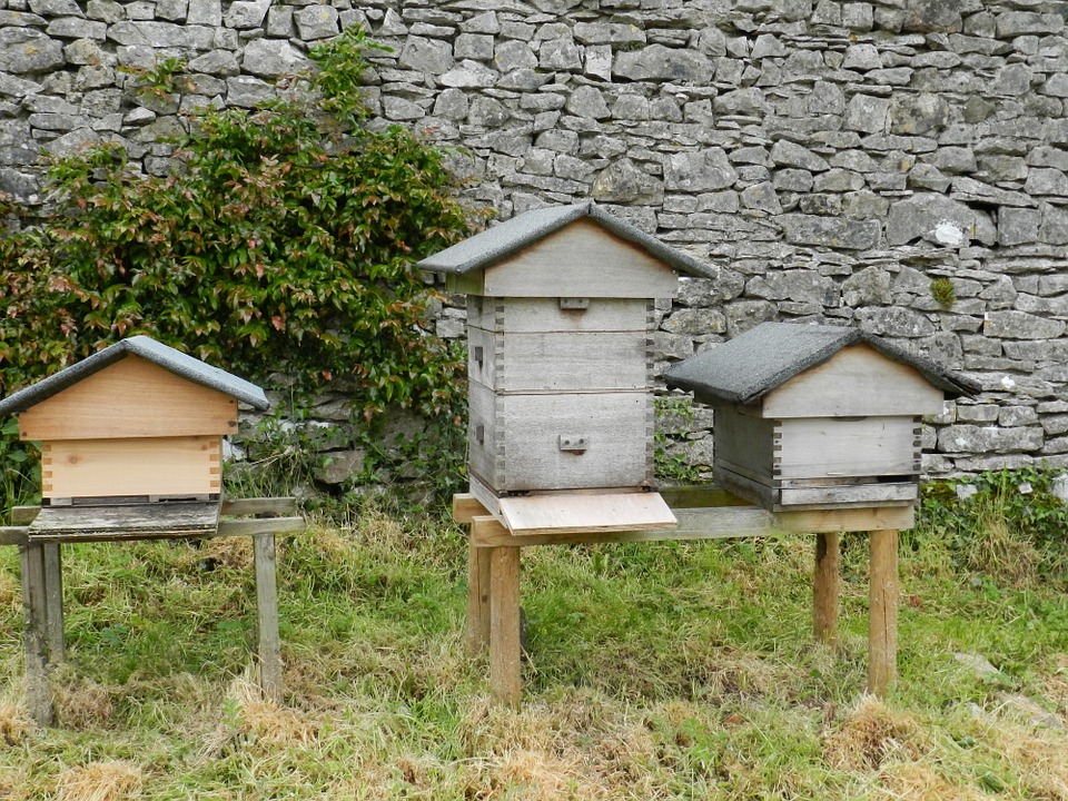 beehives-644580_960_720.jpg