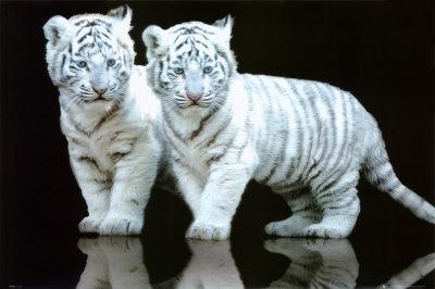 tigre blanco.JPG