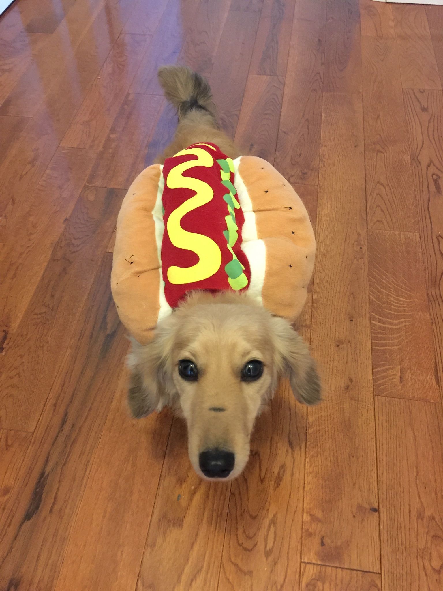 Long hair hotsell hot dog dog