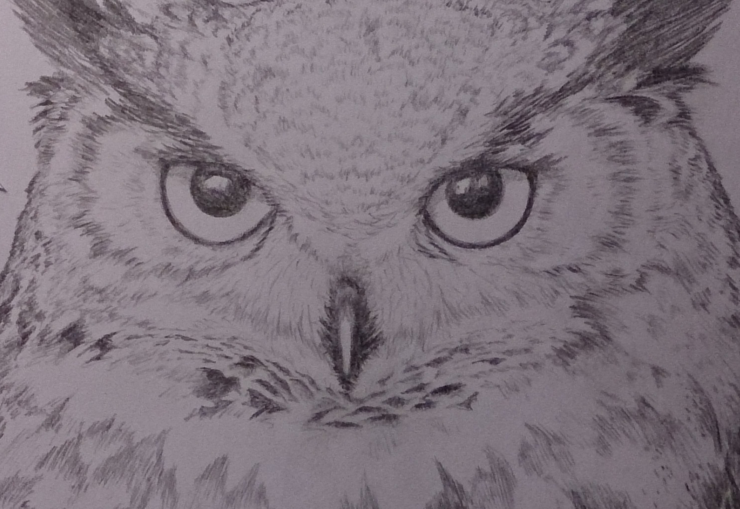 Simple owl drawing | Owls drawing, Owl drawing simple, Bird drawings
