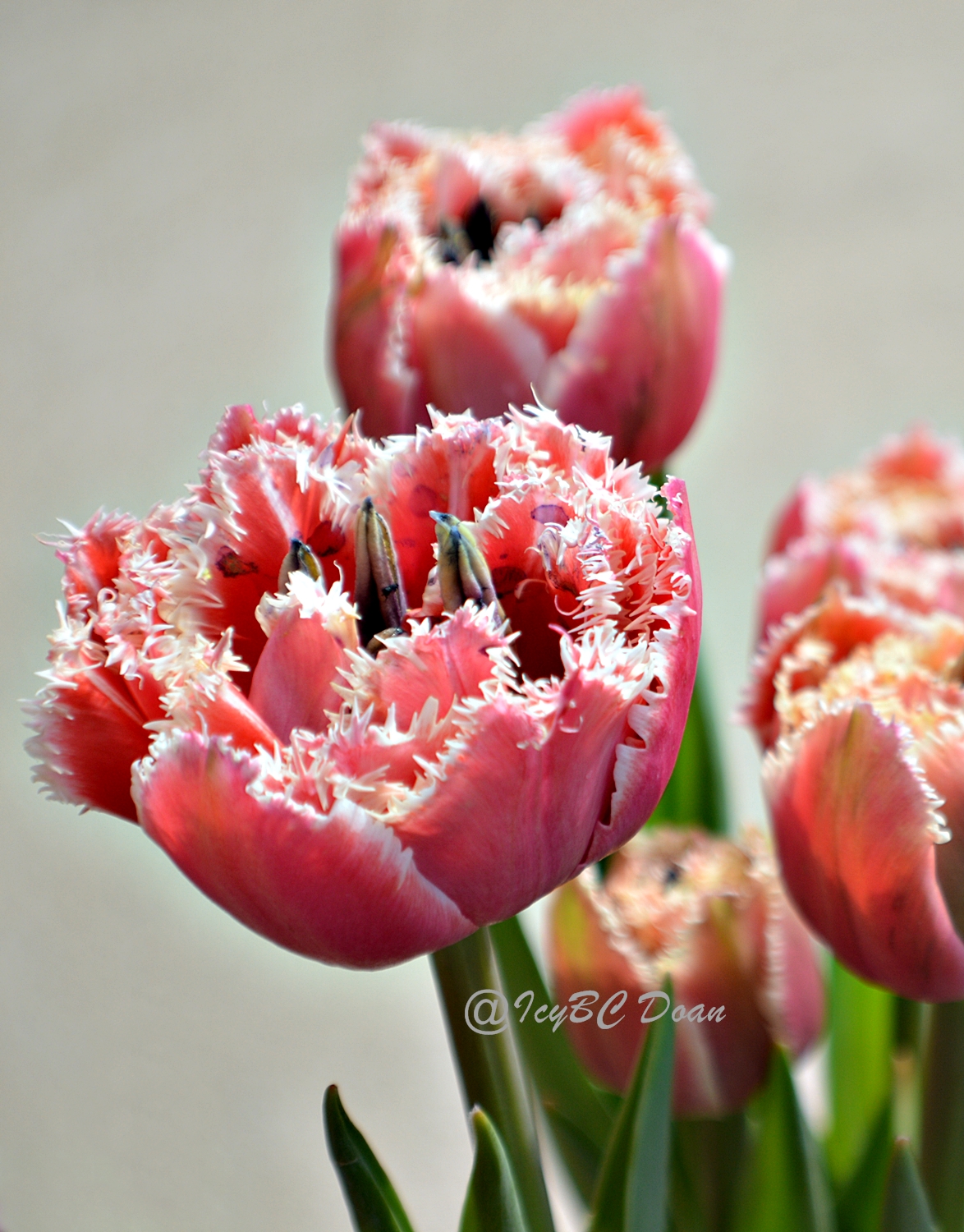 pink tulips.JPG