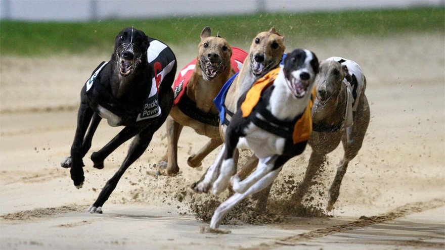 Greyhound puppy derby betting window comparator hysteresis investing for beginners