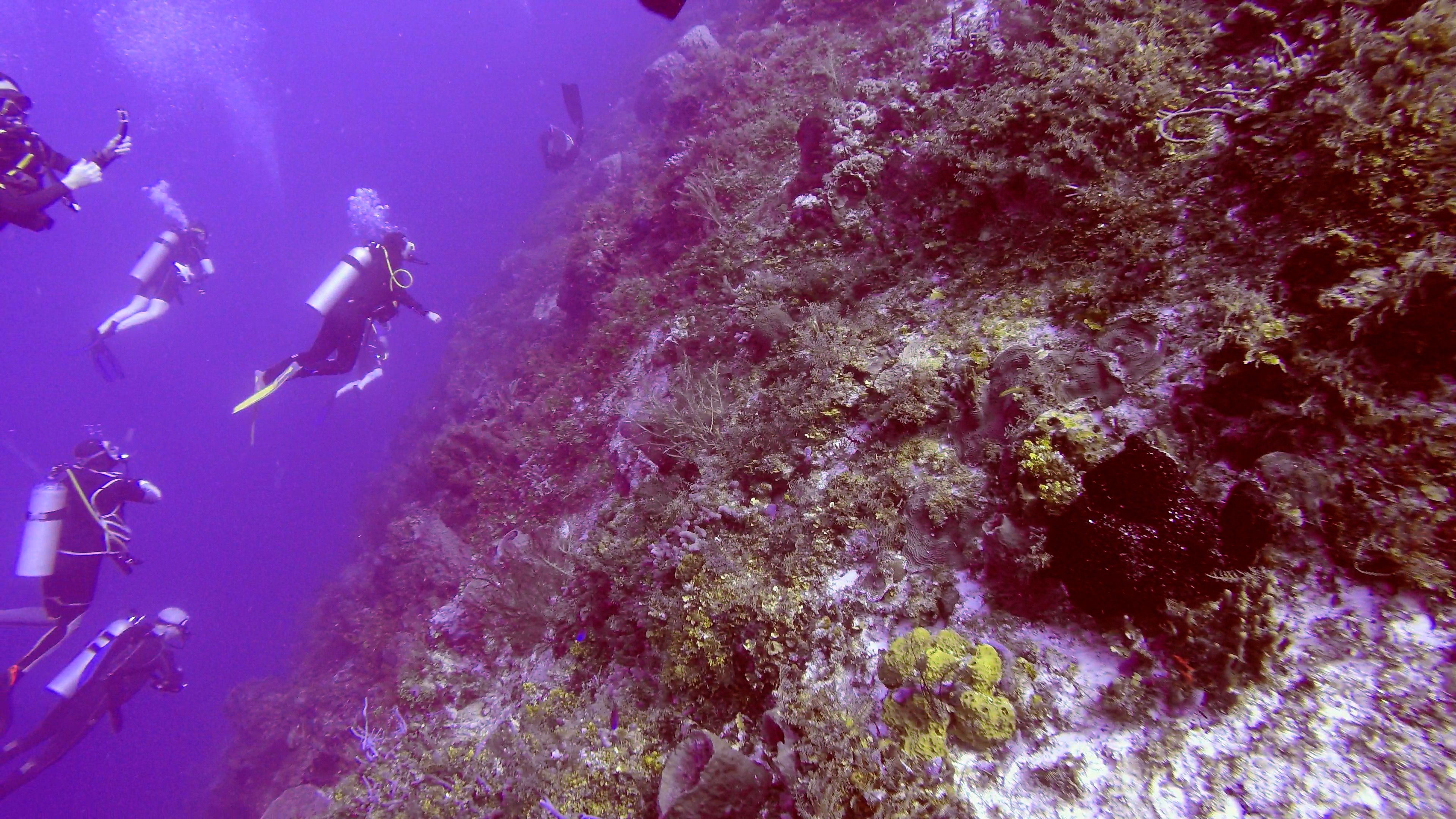 Diving Santa Rosa Wall in Cozumel — Steemit